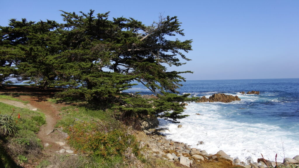 La côte à Pacific Grove