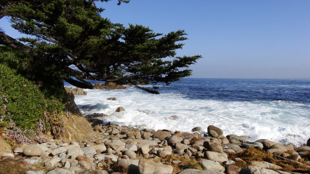 La côte à Pacific Grove