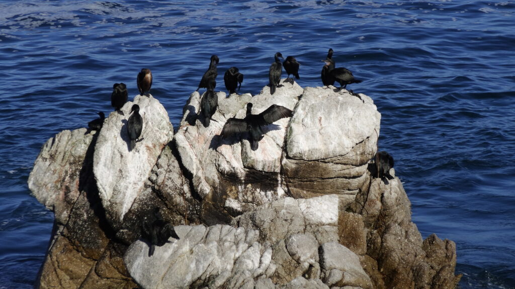 Cormorans à Pacific Grove