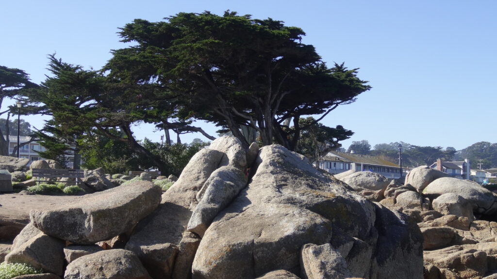 Rochers à Pacific Grove