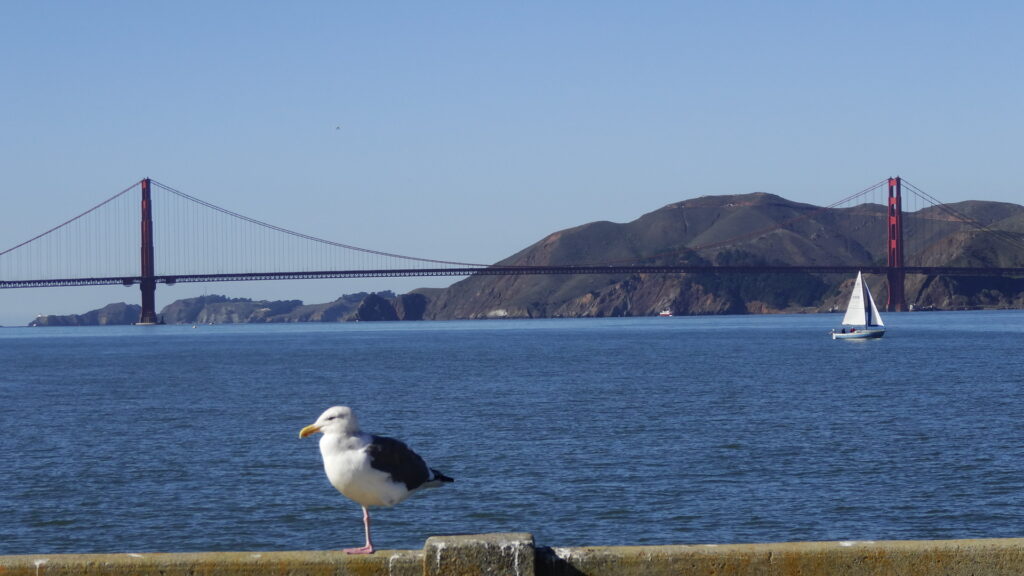 San Francisco - Mouette et Golden Gate Bridge