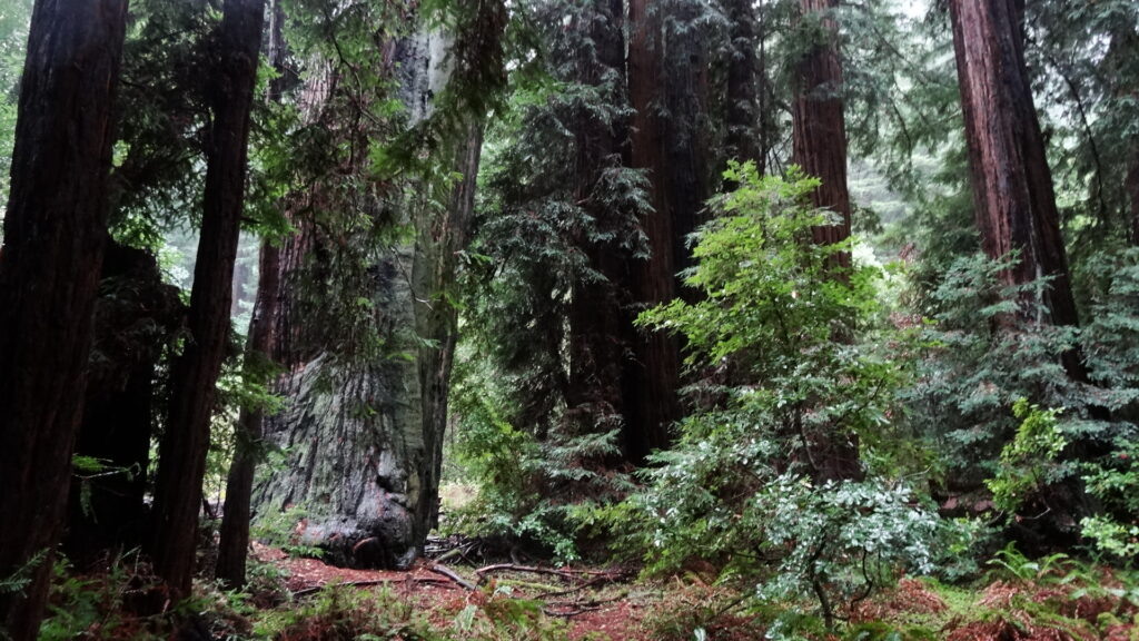 Muir woods - Coast redwoods (sequoia sempervirens)