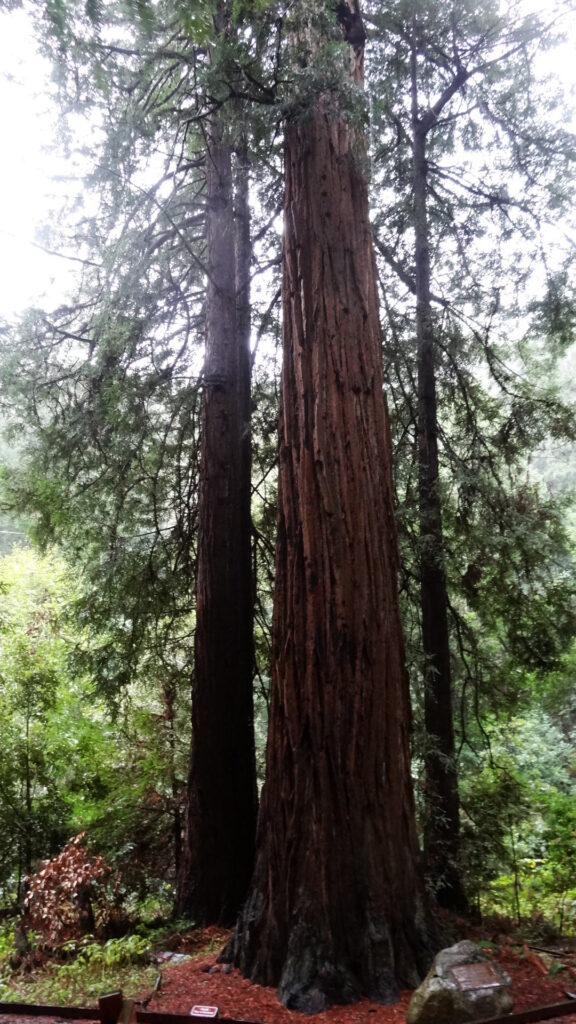 Muir woods - Coast redwoods (sequoia sempervirens)