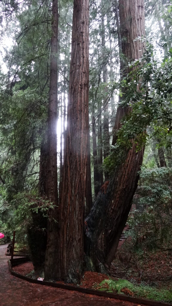 Muir woods - Coast redwoods (sequoia sempervirens)