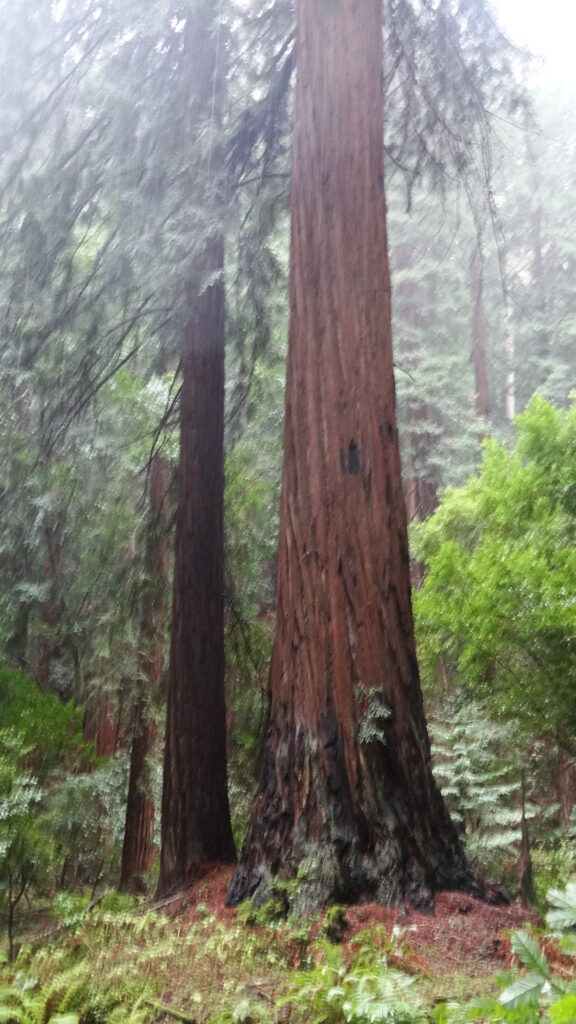 Muir woods - Coast redwoods (sequoia sempervirens)