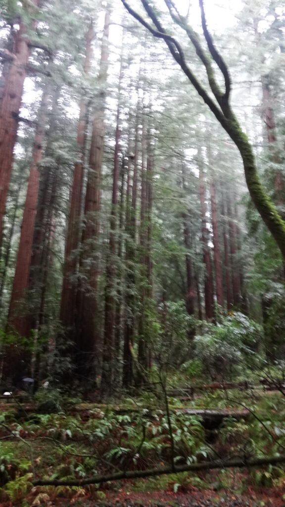 Muir woods - Coast redwoods (sequoia sempervirens)