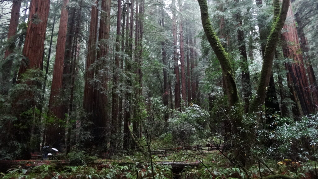 Muir woods - Coast redwoods (sequoia sempervirens)