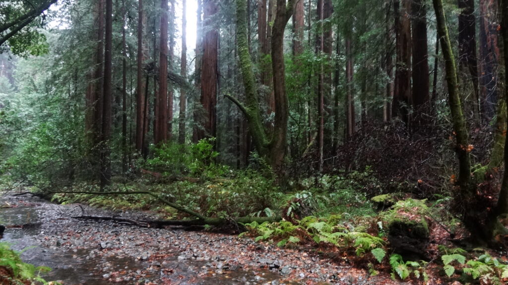 Muir woods - Coast redwoods (sequoia sempervirens)