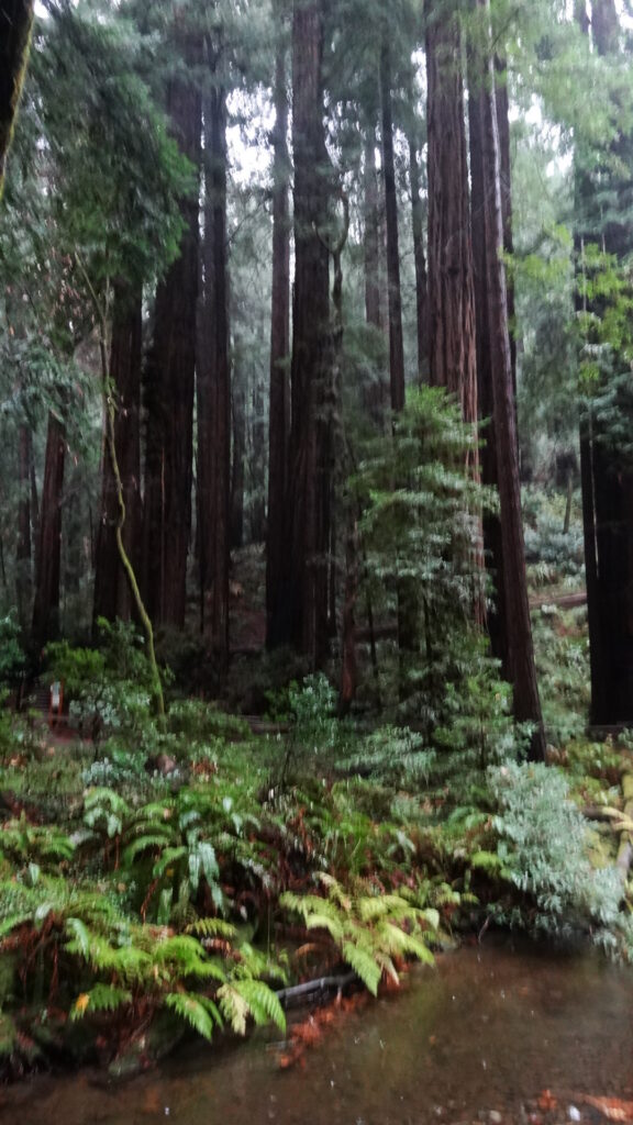 Muir woods - Coast redwoods (sequoia sempervirens)