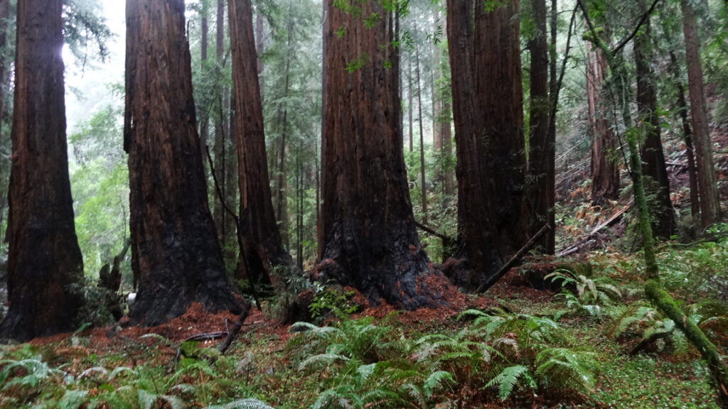 Muir woods - Coast redwoods (sequoia sempervirens)