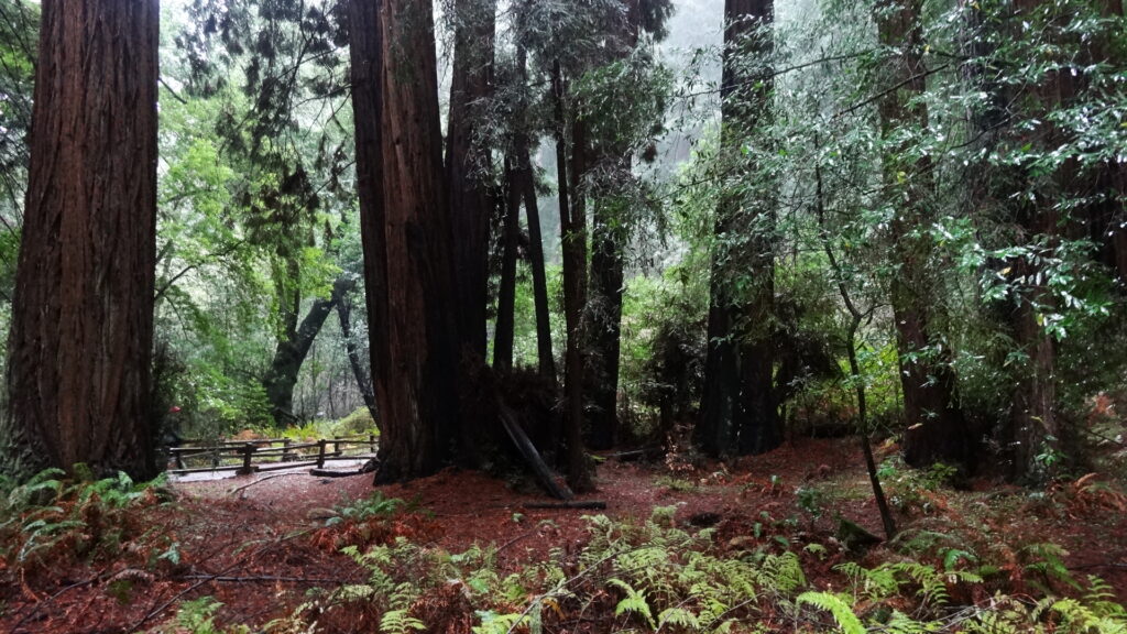 Muir woods - Coast redwoods (sequoia sempervirens)