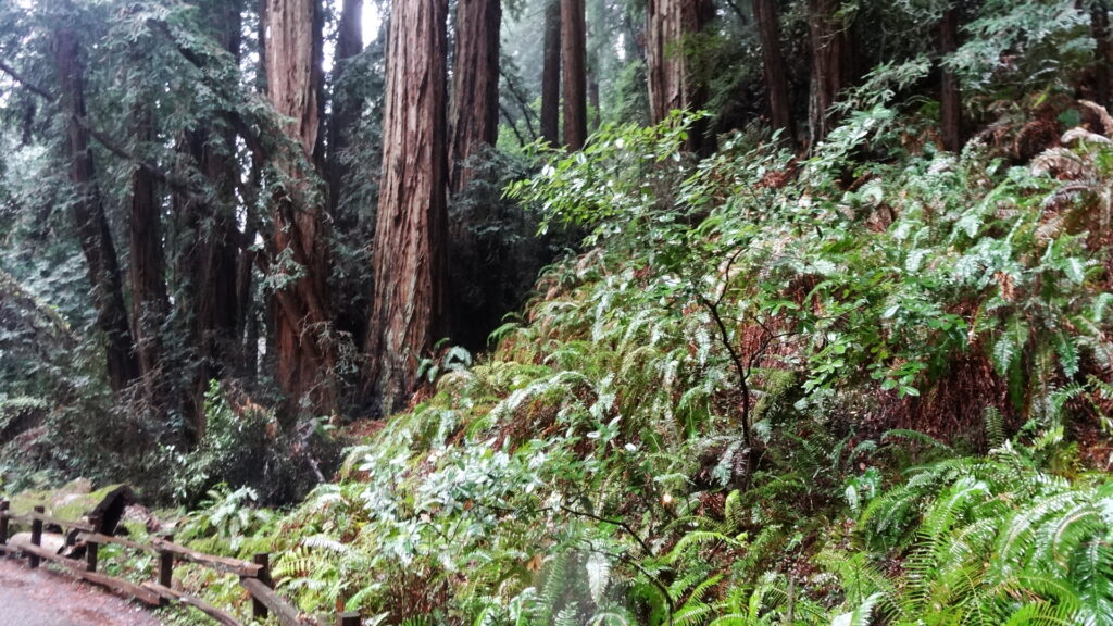 Muir woods - Coast redwoods (sequoia sempervirens)