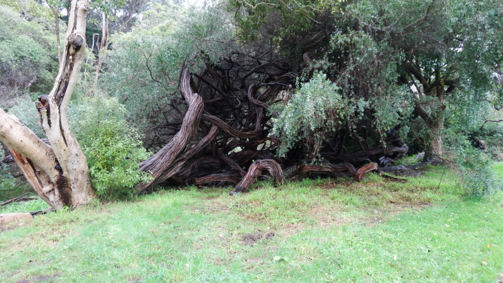 Golden Gate Park - Un arbre étrange