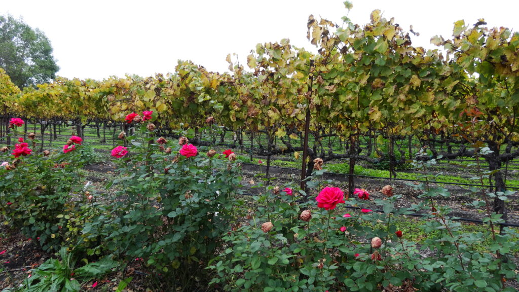 Vignoble à Sonoma