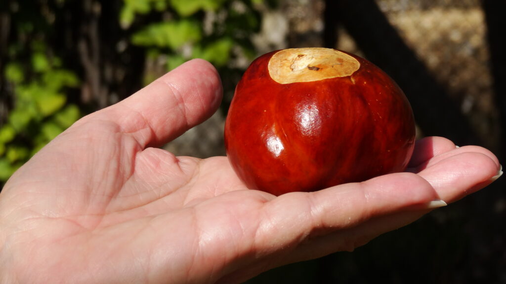 Buckeye ou Oeil de cheval, une variété de marrons de Californie