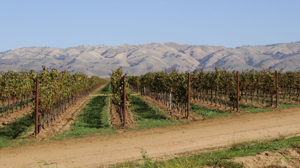 Vignoble dans le vallée de la Salinas