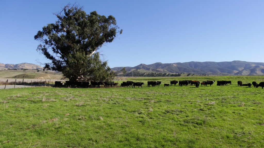 Un troupeau dans la vallée de la Salinas